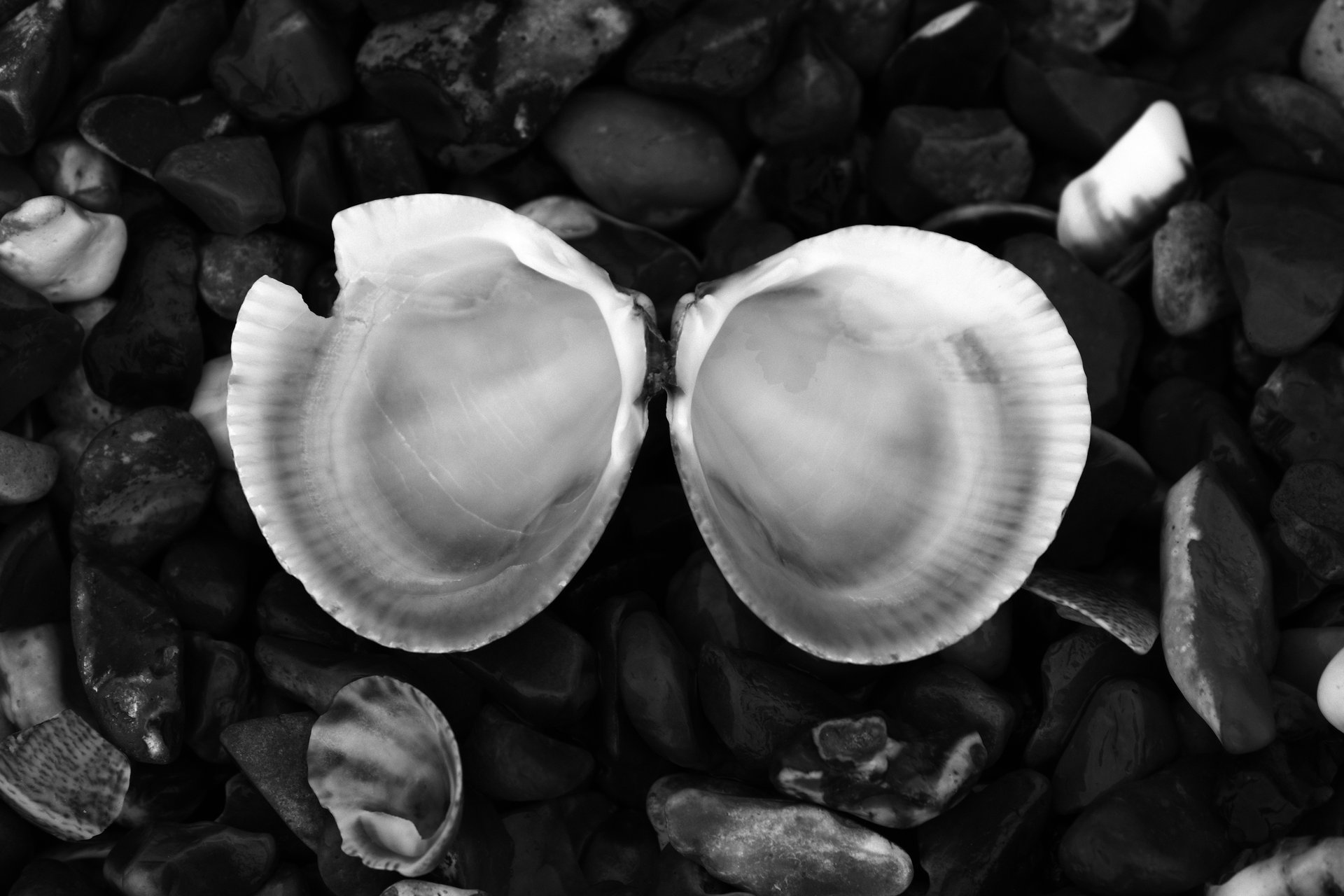 A black-and-white close-up of an open bivalve shell lying on dark, wet pebbles, with scattered shell fragments around it.