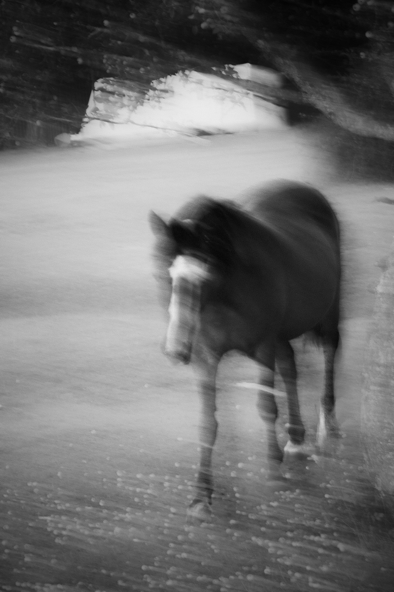 A blurry black-and-white photograph of a horse standing in a dimly lit tunnel or cave, with pale light glowing behind it.