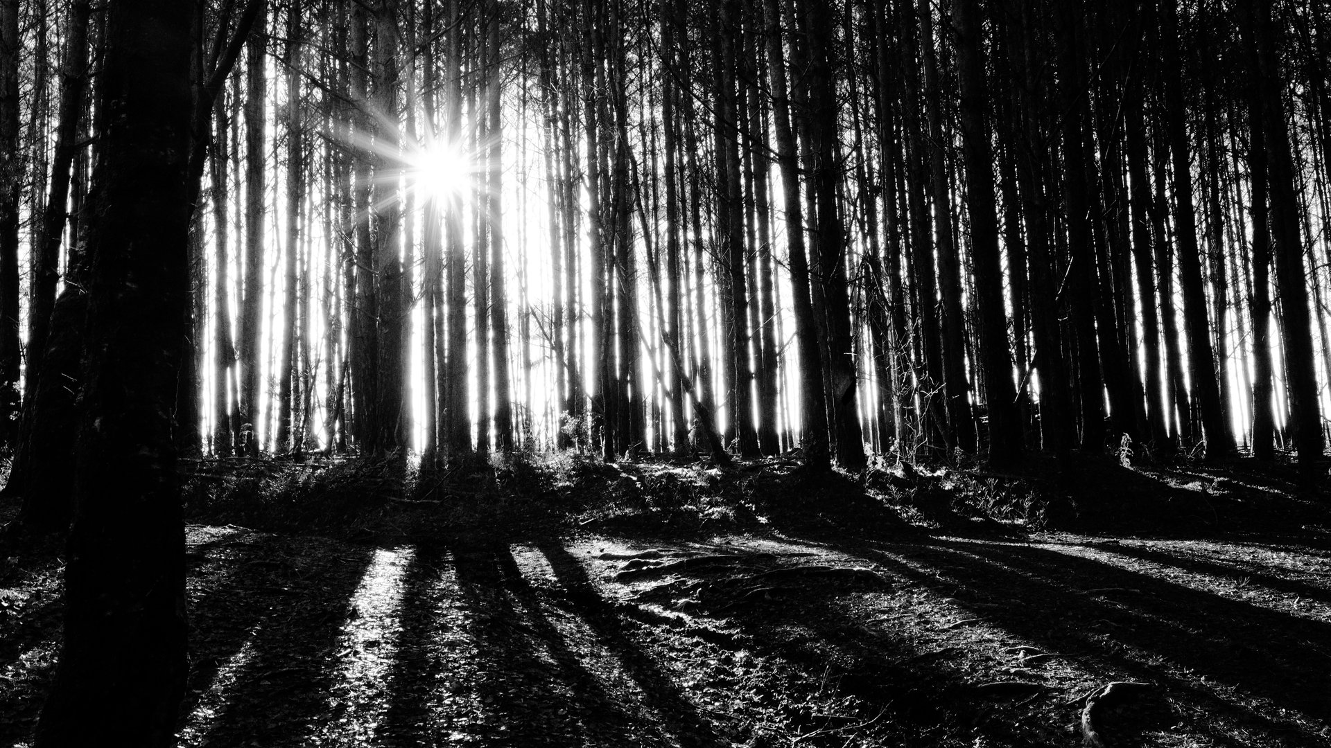 A black and white photograph of bright sunlight streaming through a dense forest of tall, dark trees, casting long shadows across the ground.